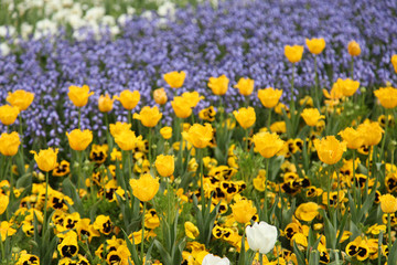 Fototapeta premium Beautiful display of tulips in a variety of colours at Floriade, Canberra