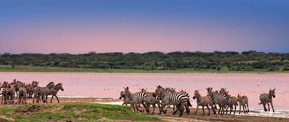 Zebras in the Serengeti National Park, Tanzania - 227205735