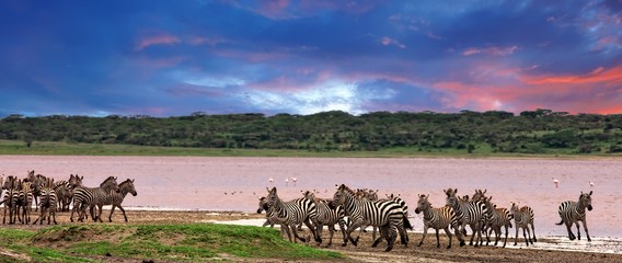 Zebras in the Serengeti National Park, Tanzania - obrazy, fototapety, plakaty