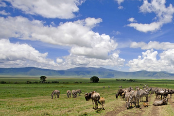 Zebras in the Ngorongoro Crater, Tanzania