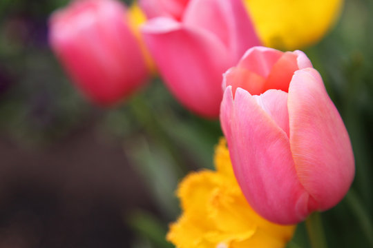 Beautiful display of tulips in a variety of colours at Floriade, Canberra