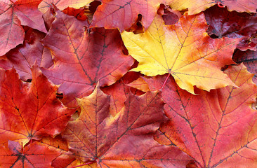 Naklejka na ściany i meble texture red maple leaves