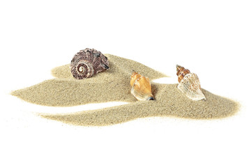 Sea shells in sand pile isolated on white background