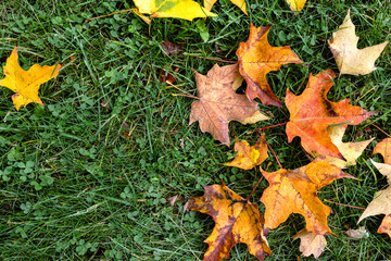 Red and yellow fall leaves on green grass background