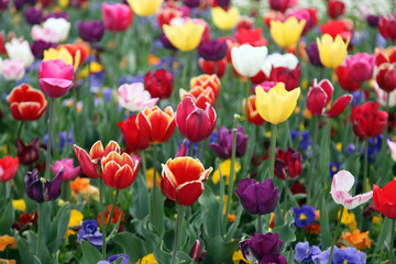 Beautiful display of tulips in a variety of colours at Floriade, Canberra