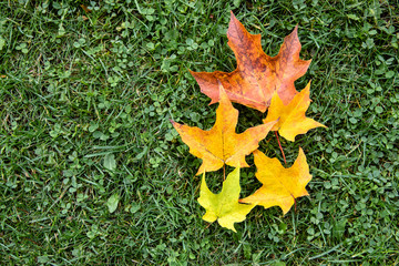 Red and yellow fall leaves on green grass background