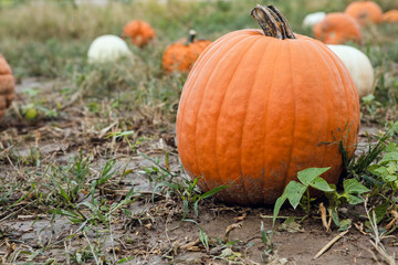Big orange gourd  pumpkin for fall season decorating