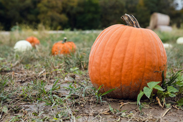 Big orange gourd  pumpkin for fall season decorating