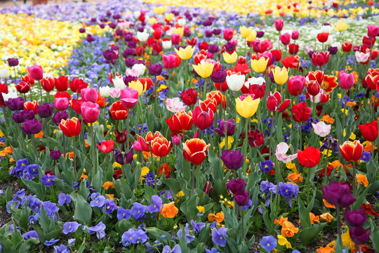 Floriade Bilder Durchsuchen 726 Archivfotos, und