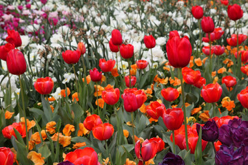 Fototapeta premium Beautiful display of tulips in a variety of colours at Floriade, Canberra