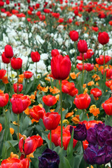Obraz premium Beautiful display of tulips in a variety of colours at Floriade, Canberra