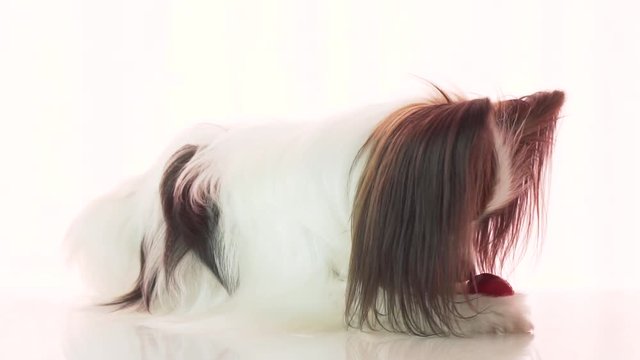Papillon is eating small red apple stock footage video
