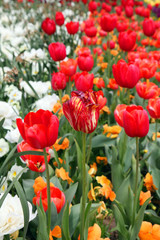 Beautiful display of tulips in a variety of colours at Floriade, Canberra