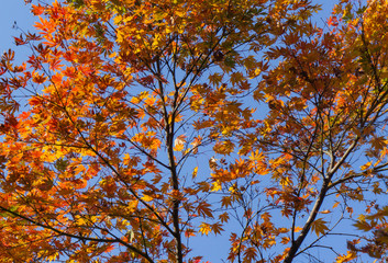 Beautiful background of seasonal colorful trees and blue sky landscape in autumn style at Kanazawa, Ishikawa, Chubu, Japan 