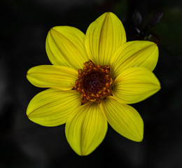 Gelbe Blüte im Detail