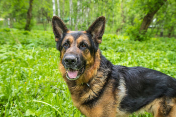 Dog German Shepherd in a forest in a summer