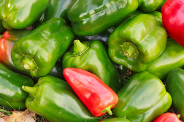 Colorful sweet Bulgarian pepper. Harvest in the garden. The concept of healthy vegetable food.