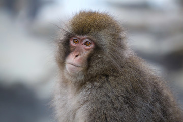 Snow Monkey (Japanese Macaque)near a warm spring in Japan in profile	￼