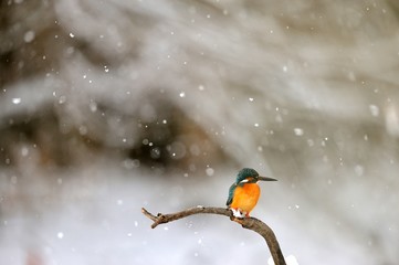 カワセミ./雪が降る中のカワセミです.