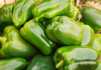 Green sweet Bulgarian pepper. Harvest in the garden. The concept of healthy vegetable food.