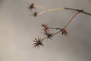 Close-up of Brown Grass in Winter