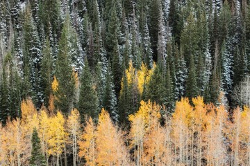 Aspens contrasting the pines beautifully as we welcome in season's change.