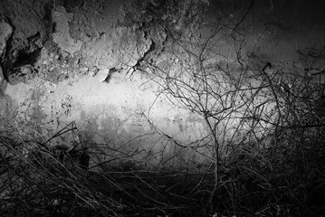 Dead tree by the wall in black and white