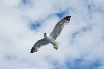 Seagull Bird