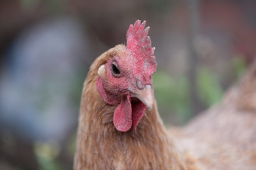 Chicken looking at camera portrait outside in a farm