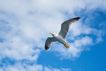 Seagull Bird
