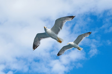 Seagull Bird