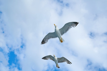 Seagull Bird