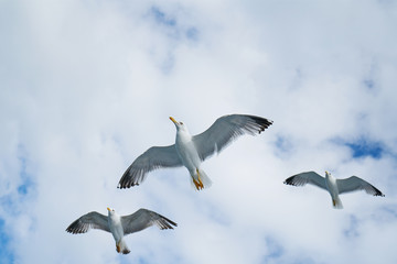 Seagull Bird
