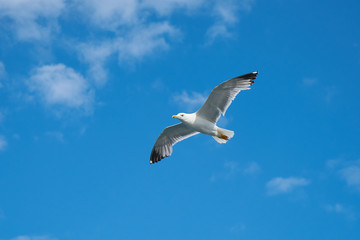 Seagull Bird