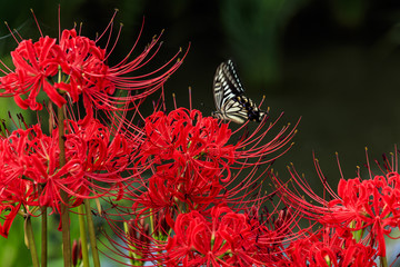 田んぼの彼岸花