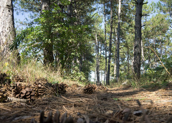 cones close-up on the background of coniferous forest