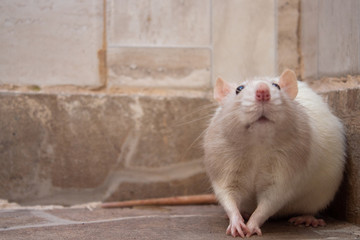 rato branco no chão de uma casa