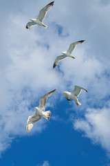 Seagull