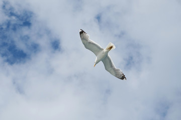 Seagull