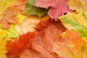 Naklejka na ściany i meble Autumn background of red, yellow and green maple leaves.
