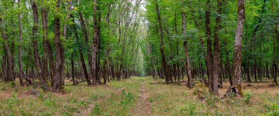 The rural unpaved road leading through the green forest