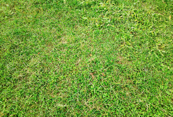 Green grass lawn texture background