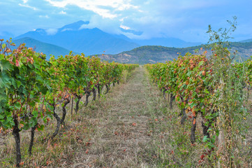 Rows of vines near Kazbegi, Georgia 