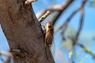 A cicada on a puffball acacia tree branch in the Sonoran Desert. Photographed in Pima County,...