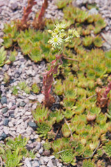 Sempervivum tectorum or common houseleek blossoming plant