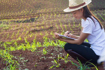 Agronomist examining plant in corn field, Female researchers are examining and taking notes in the corn seed field.