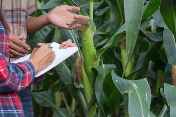 Agronomist examining plant in corn field,  Couple farmer and researcher analyzing corn plant.
