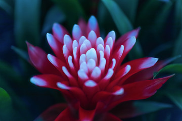 Red bromeliad flower close-up on a dark background