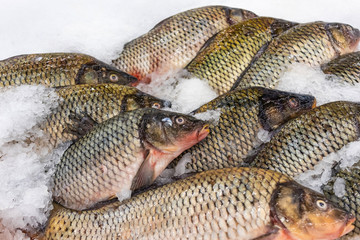 Fresh fish Carp in ice on the counter in the market