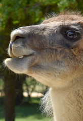 portrait of camel